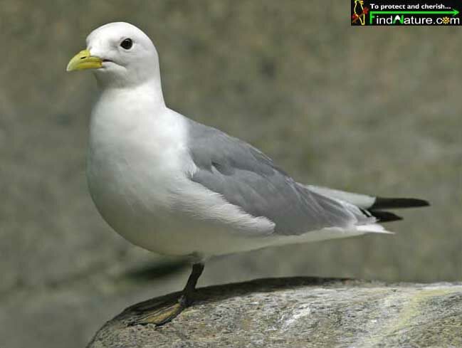 Black-legged Kittiwake