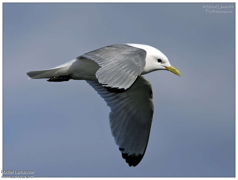 Black-legged Kittiwakeadult breeding, identification