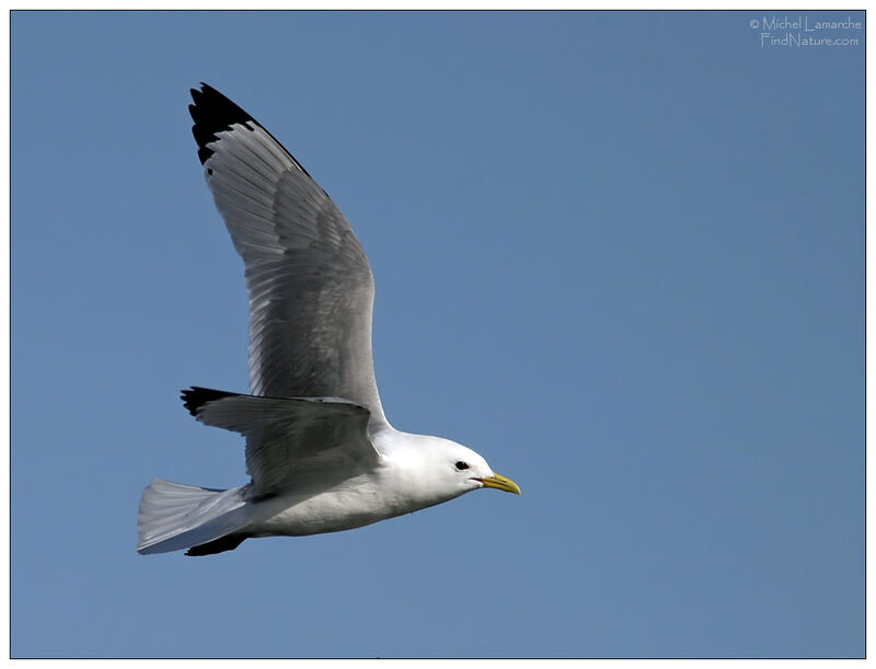 Mouette tridactyleadulte