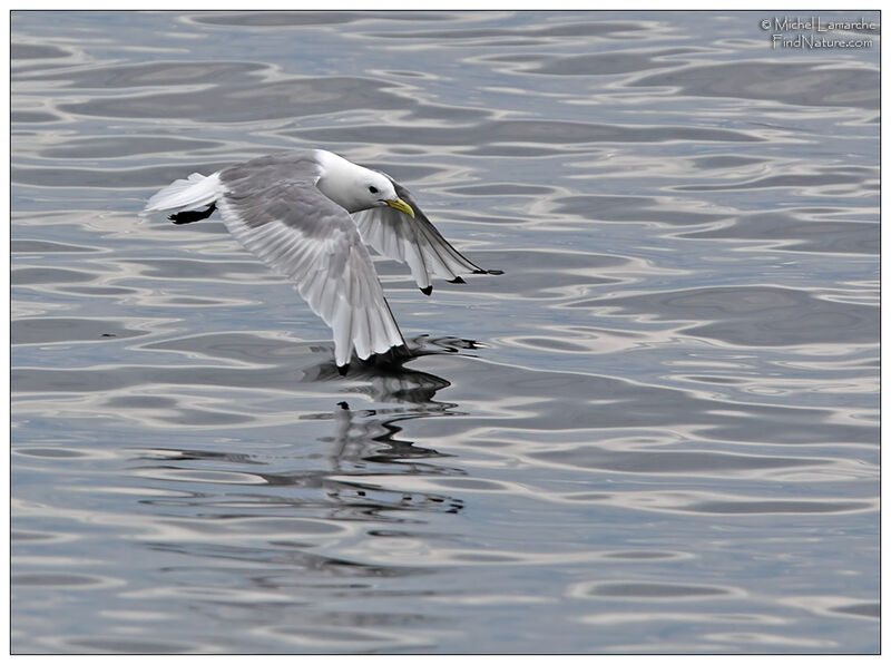 Mouette tridactyleadulte