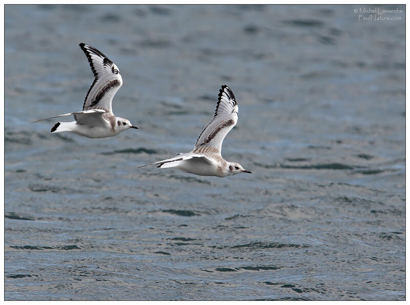 Mouette tridactyle1ère année