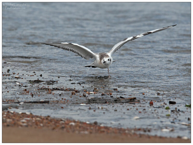 Black-legged KittiwakeFirst year