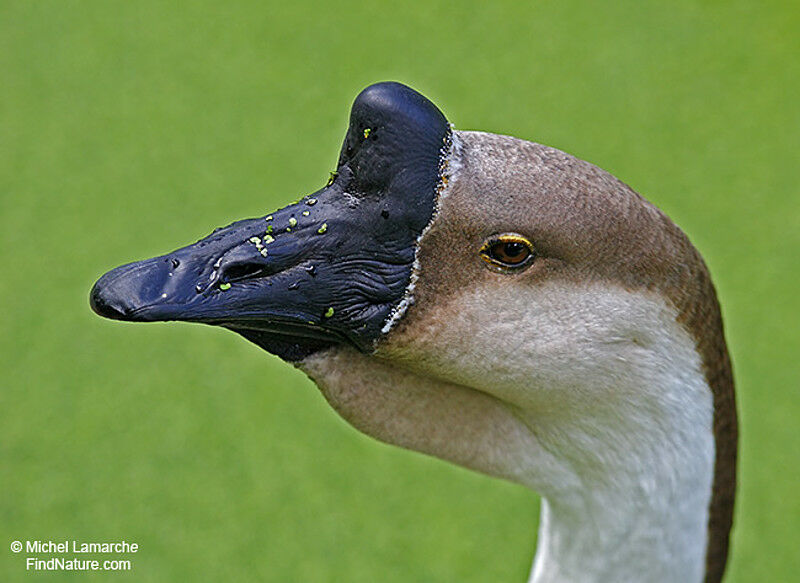 Swan Goose