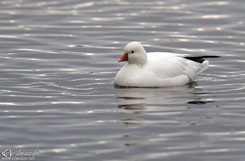 Ross's Gooseadult, identification