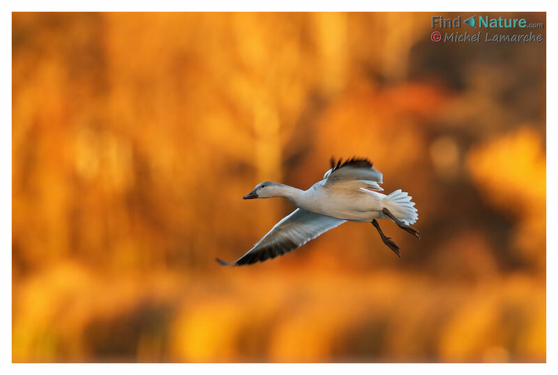 Snow Goosejuvenile, Flight