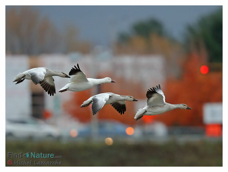 Snow Goose, Flight