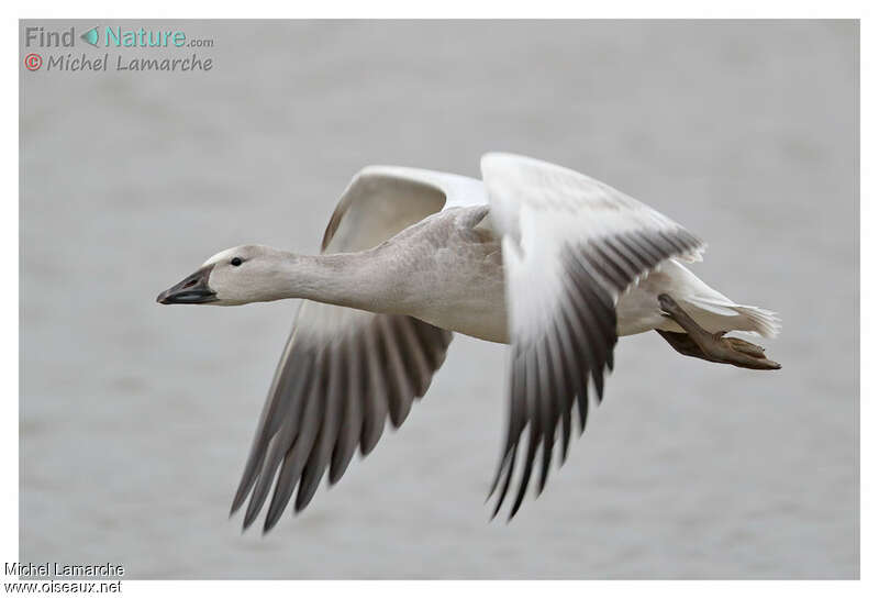 Snow GooseFirst year, Flight