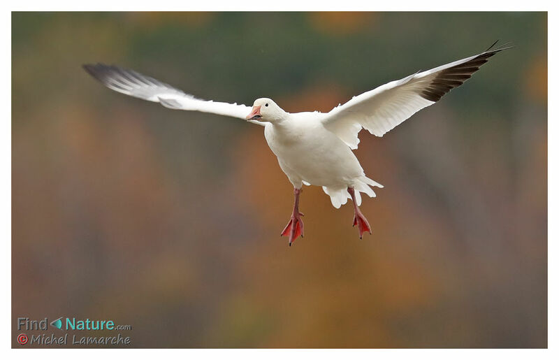 Snow Gooseadult, Flight