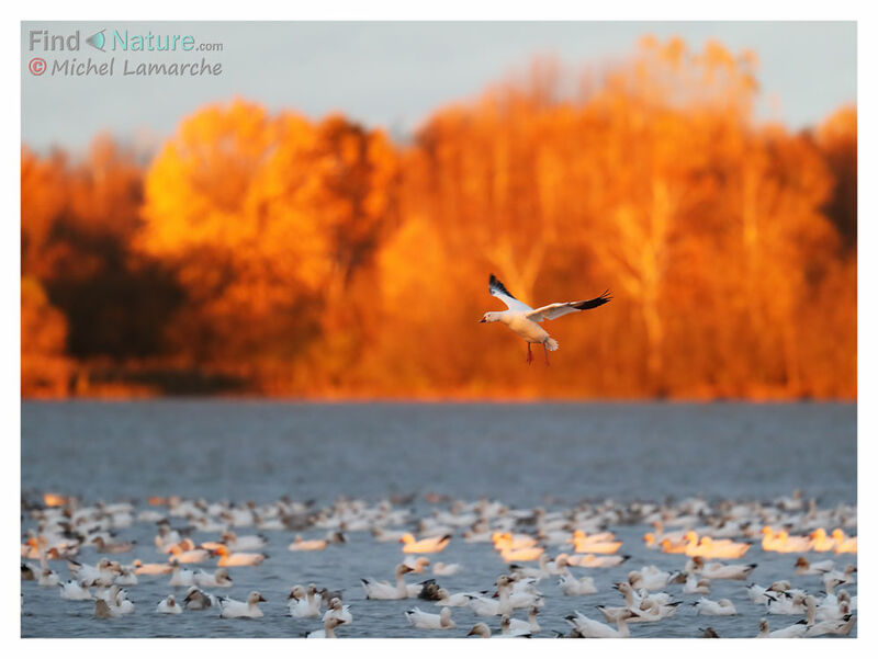 Snow Gooseadult, Flight