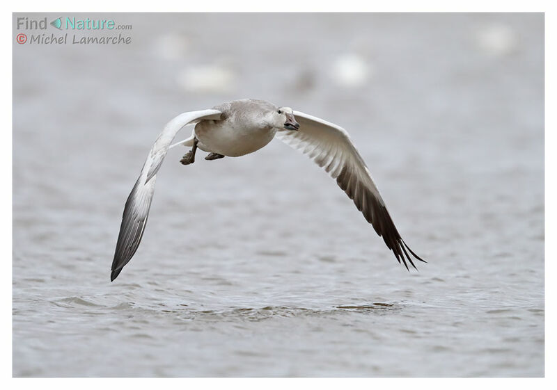 Snow Gooseadult, Flight