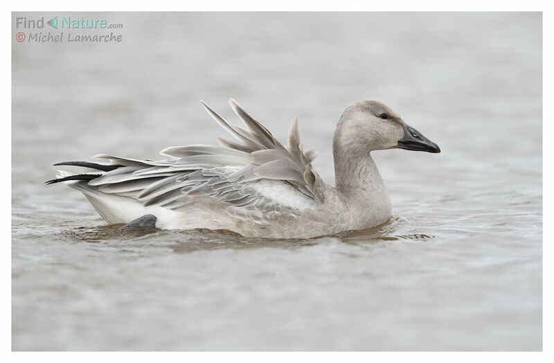 Snow GooseFirst year, identification