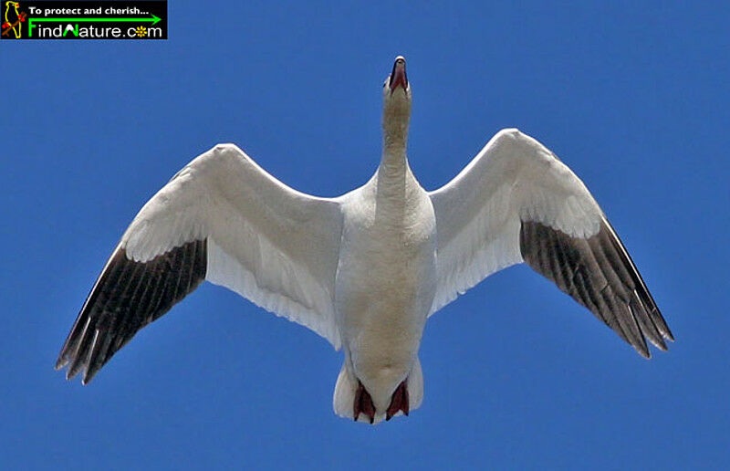 Snow Goose