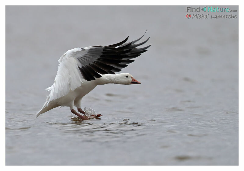 Snow Gooseadult