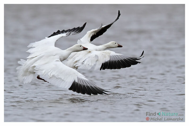 Snow Gooseadult, Flight