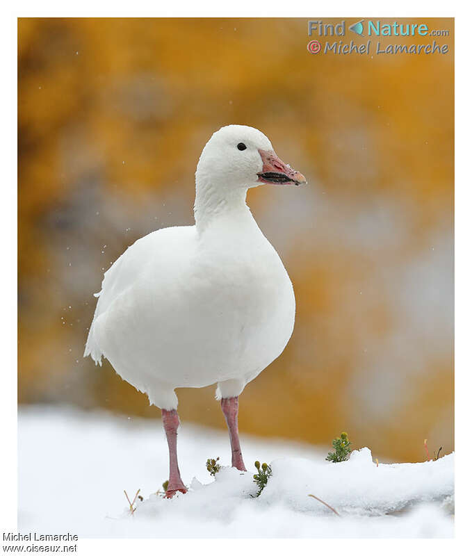 Snow Gooseadult, close-up portrait, pigmentation