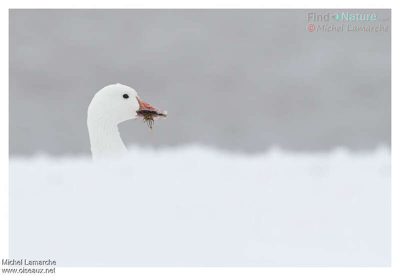 Oie des neigesadulte internuptial, mange