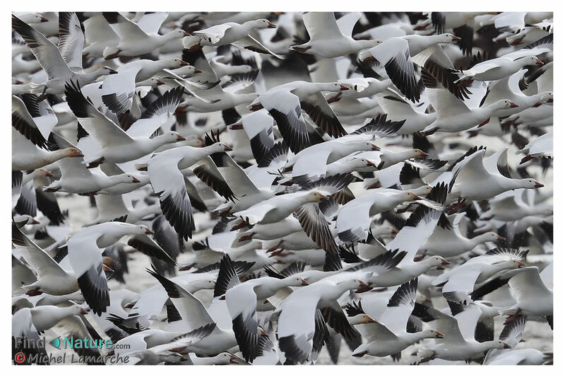 Snow Goose, Flight