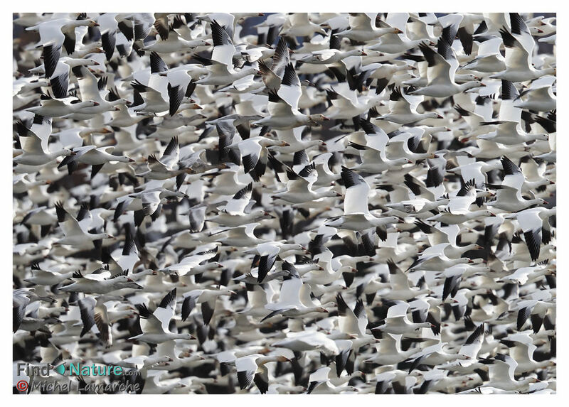 Snow Goose, Flight