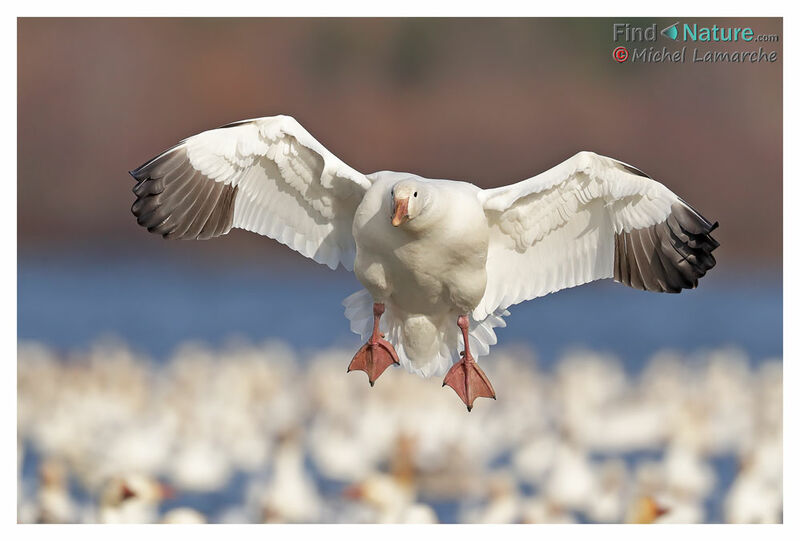 Snow Gooseadult, Flight