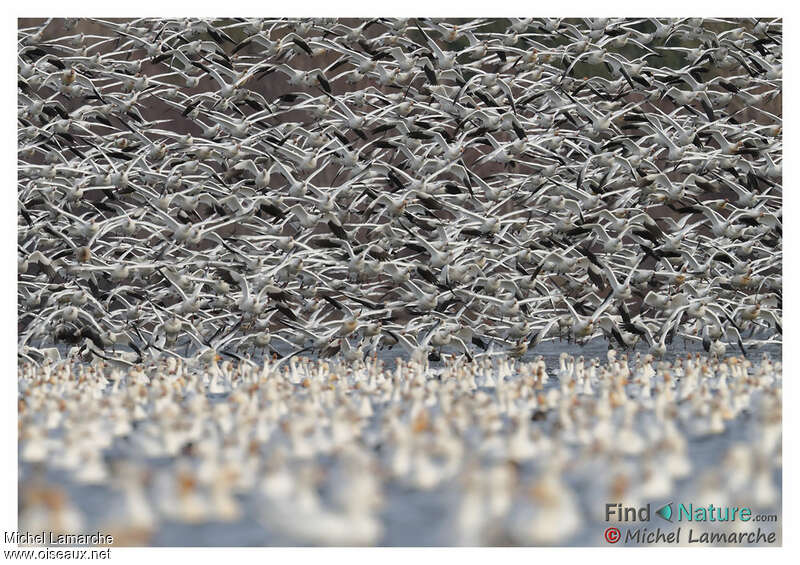 Snow Goose, Behaviour