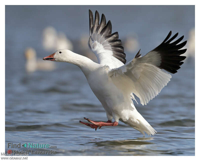 Snow Gooseadult post breeding, Flight