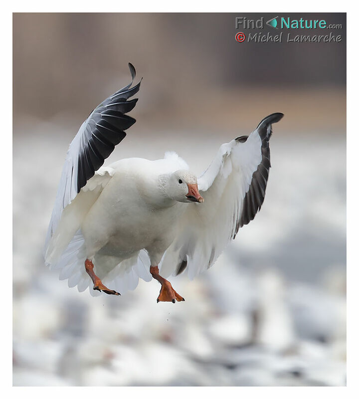 Snow Gooseadult, Flight