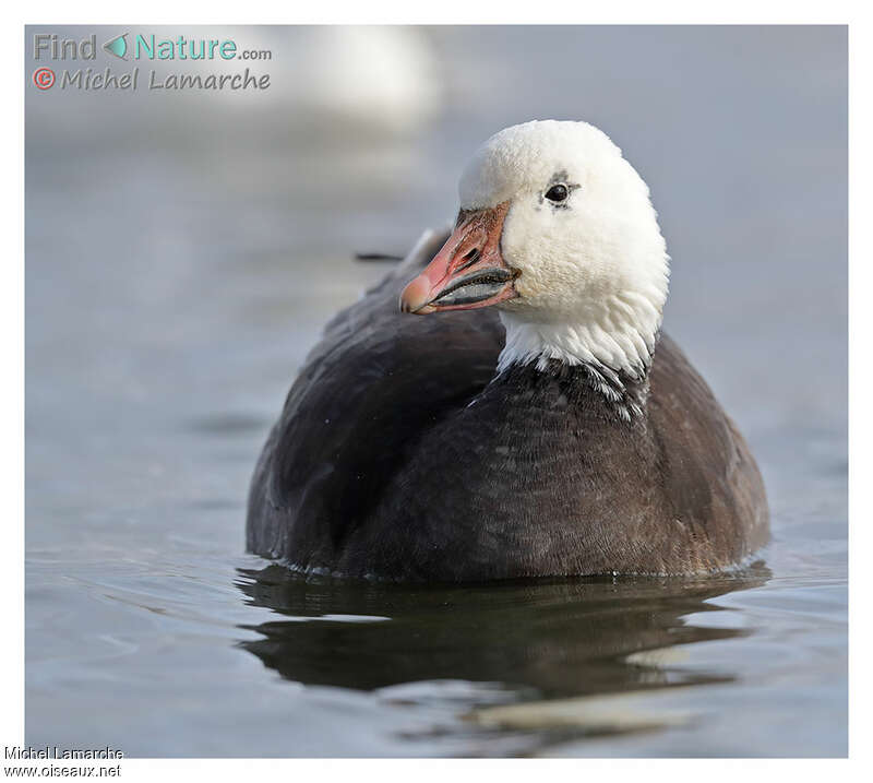 Snow Gooseadult, close-up portrait