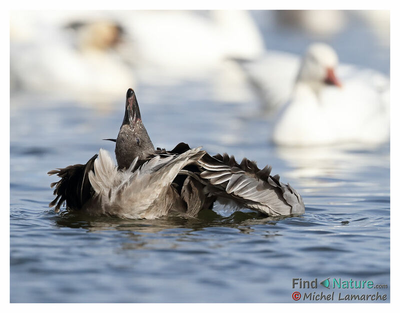 Snow Goose