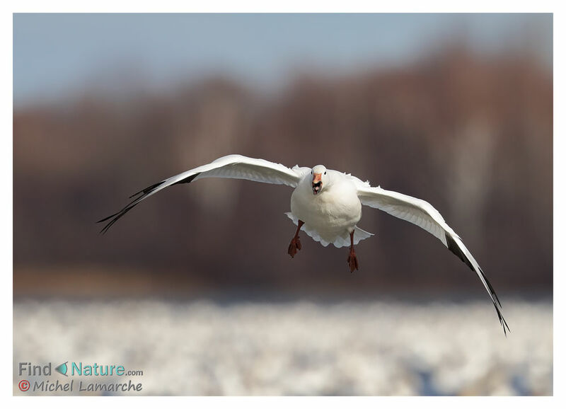 Snow Gooseadult, Flight