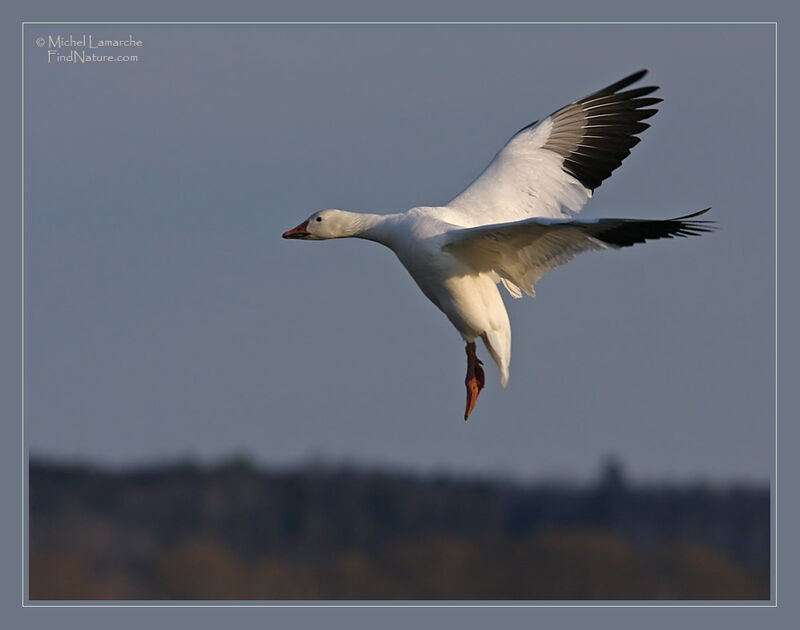 Oie des neiges, Vol