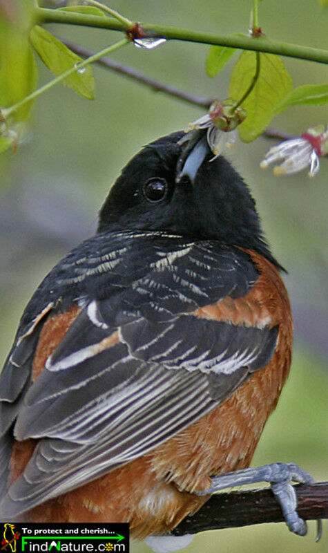 Oriole des vergers mâle adulte, régime