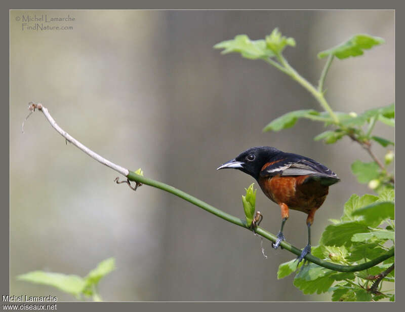 Orchard Oriole male adult, Behaviour