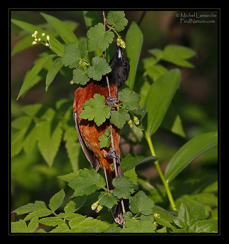 Oriole des vergers mâle adulte