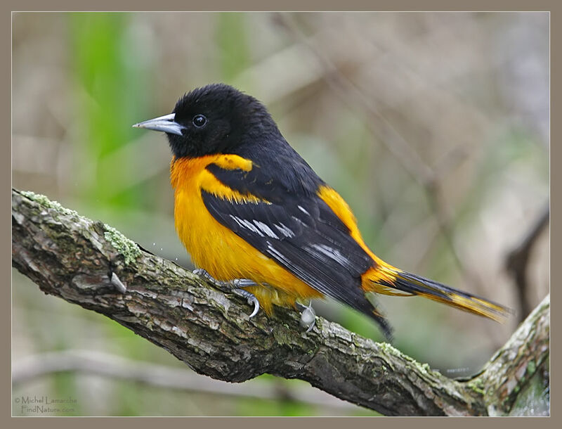 Oriole du Nord mâle adulte