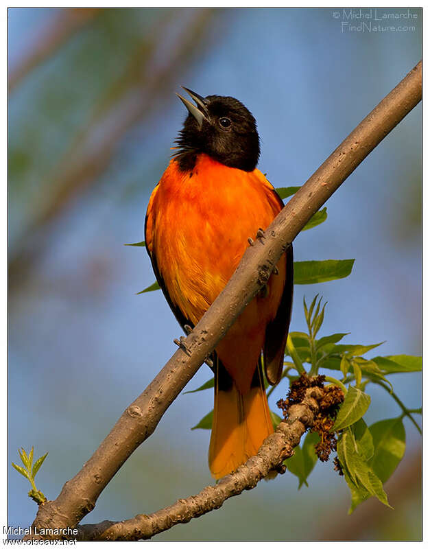 Baltimore Oriole male adult, habitat, pigmentation