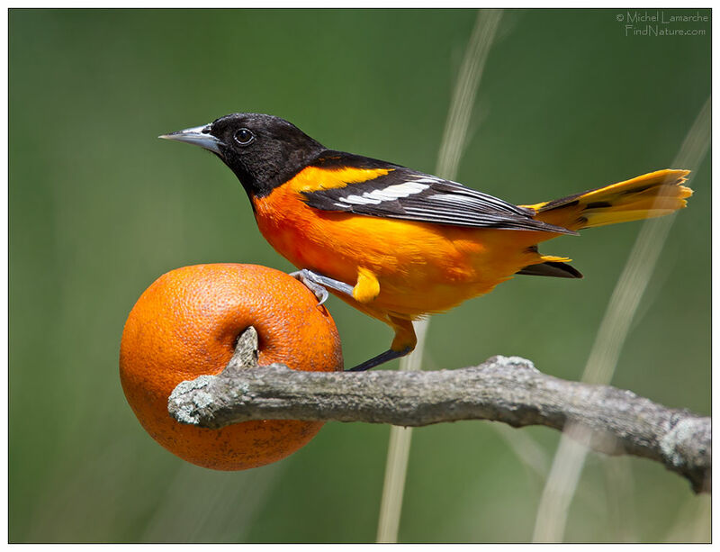 Baltimore Oriole