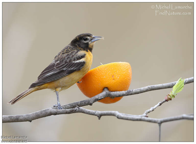 Oriole du Nord femelle adulte, identification