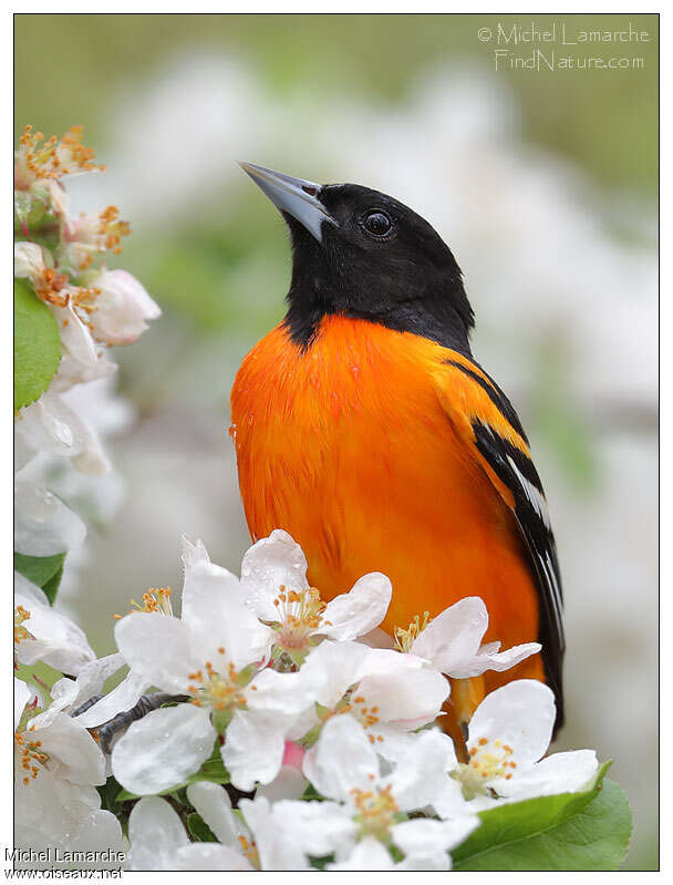 Oriole du Nord mâle adulte, portrait