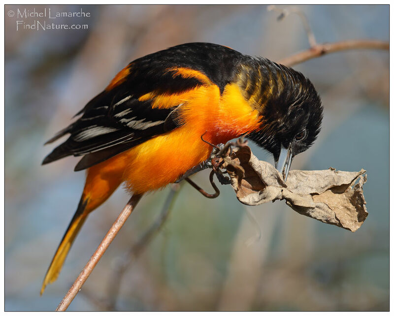 Baltimore Oriole male adult