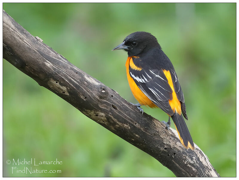 Baltimore Oriole