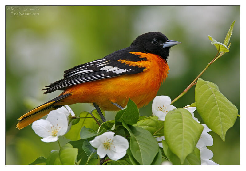 Oriole du Nord mâle adulte