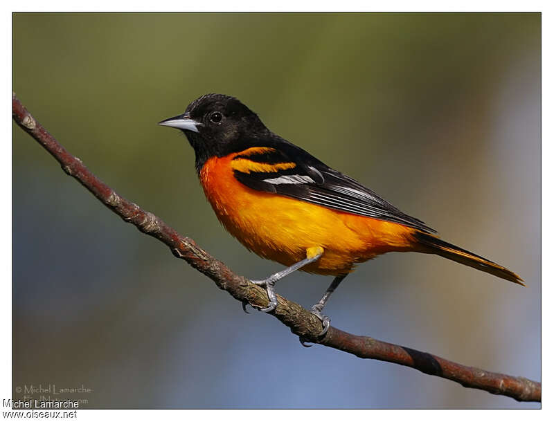 Baltimore Oriole male adult breeding, identification