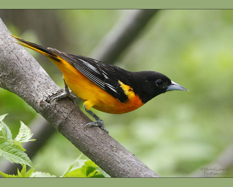 Baltimore Oriole male adult