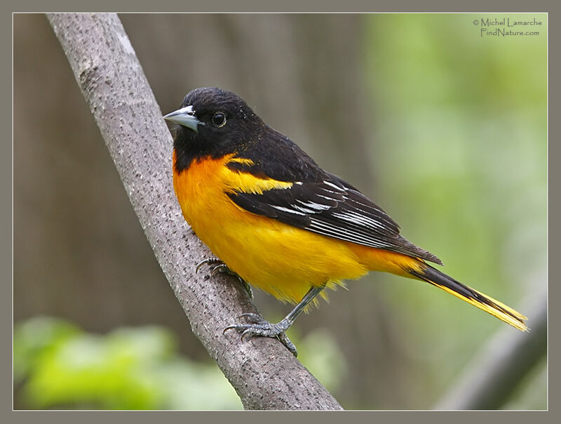 Oriole du Nord mâle adulte