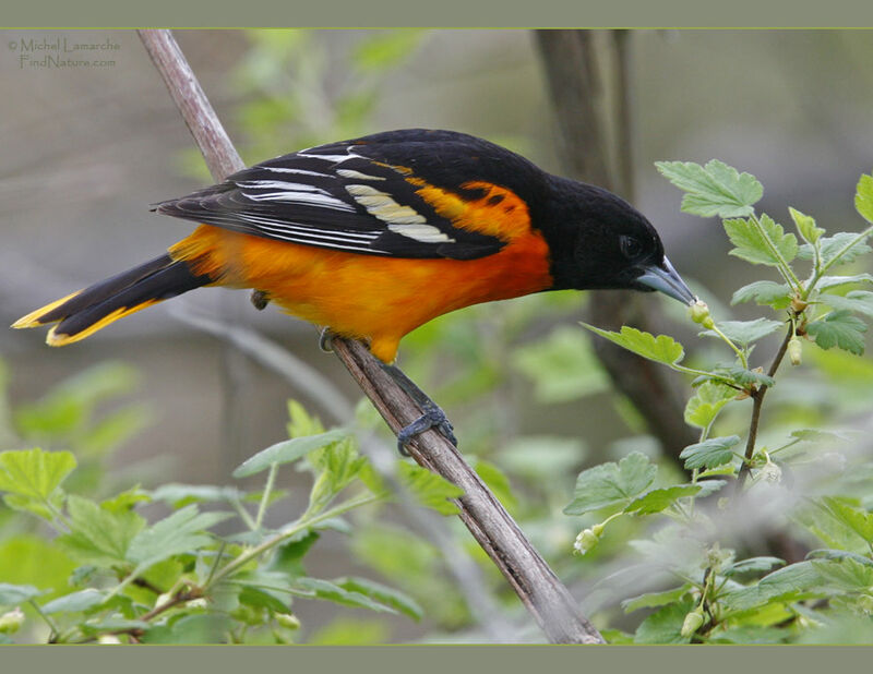 Baltimore Oriole male adult