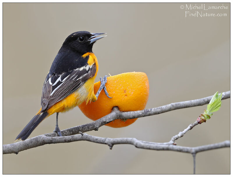 Baltimore Oriole