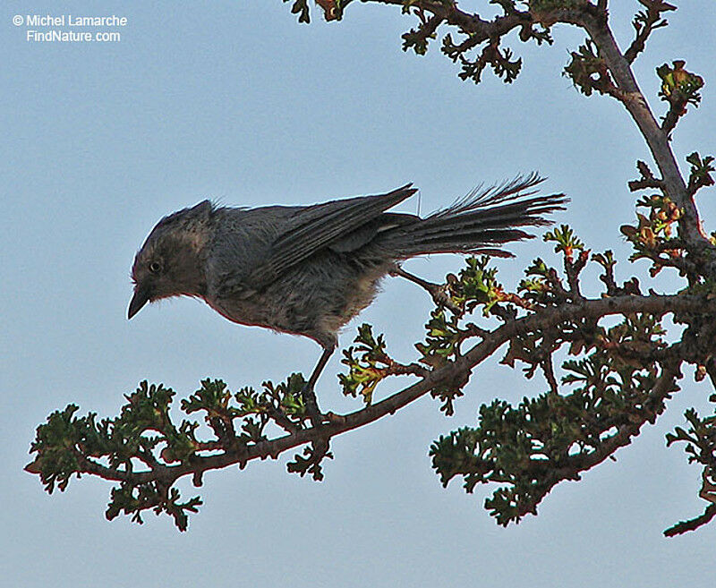 American Bushtit