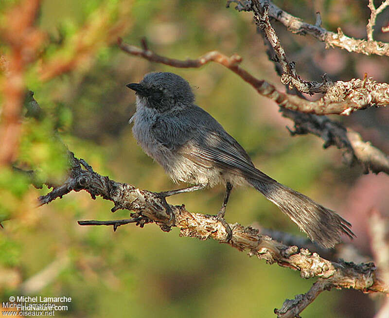 American Bushtit