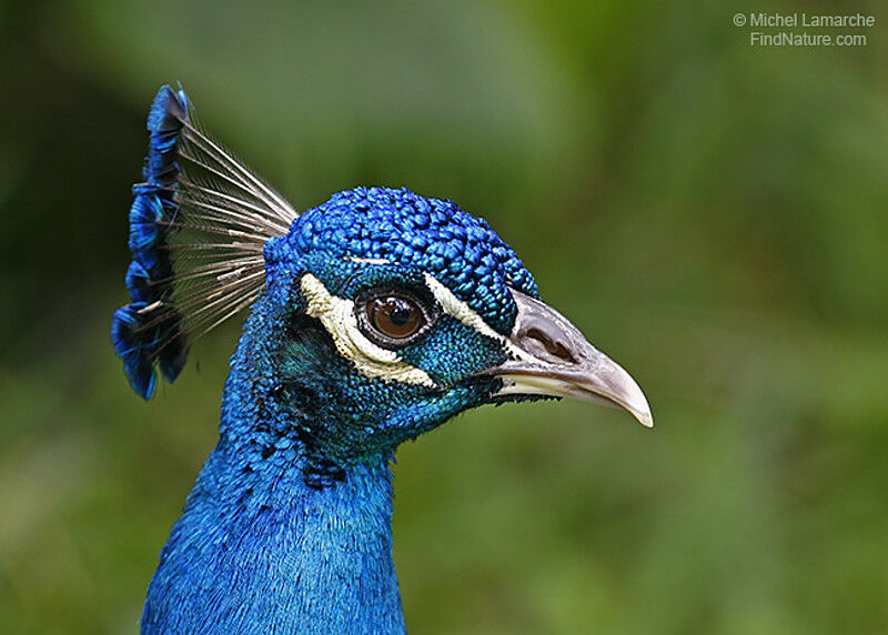 Indian Peafowl male adult