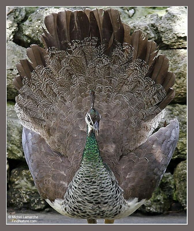 Indian Peafowl female